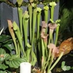 Melbourne International Flower and Garden Show 2016