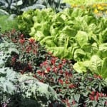 Melbourne International Flower and Garden Show 2016