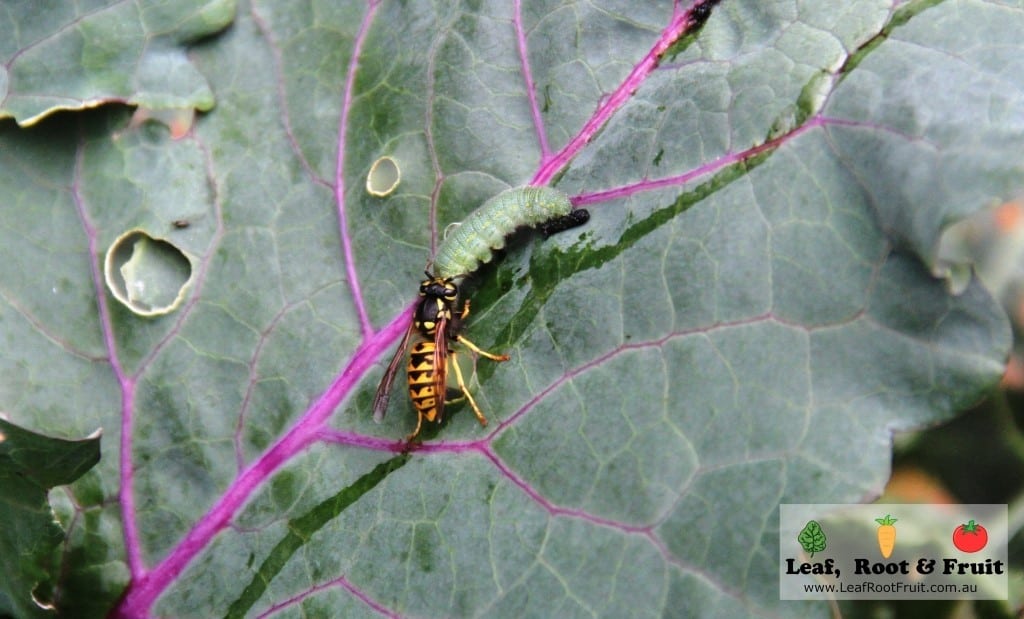 European Wasp Melbourne