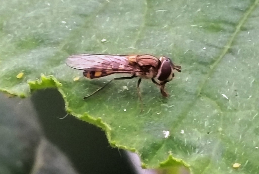 Hoverflies are in big numbers across Melbourne right now. They are eating aphids.