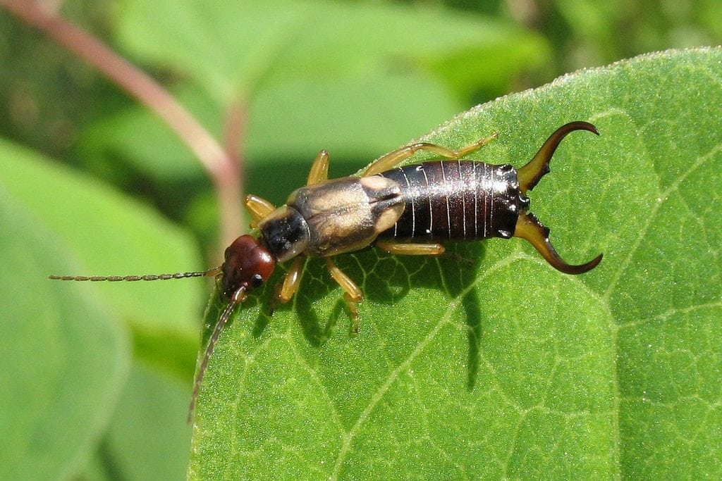 How To Control Earwigs In The Garden Leaf Root Fruit