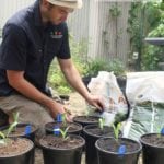 Compare bunnings potting mexes Melbourne