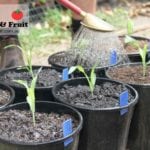 Soil comparison experiment Melbourne