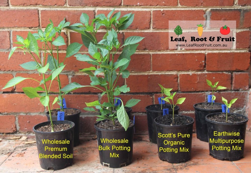 Soil Experiment Melbourne Compare Potting Mixes from Bunnings