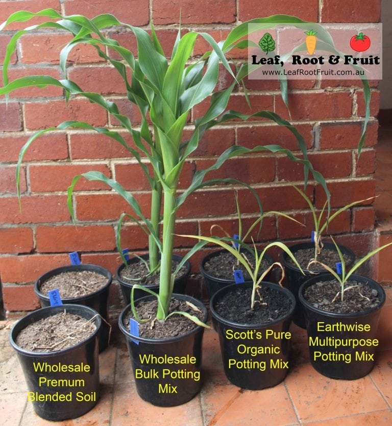 Soil Experiment Melbourne Compare Potting Mixes from Bunnings