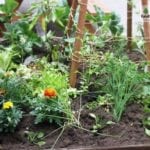 Harbour Town Docklands Apple Crate Herb and Veggie Patch Melbourne