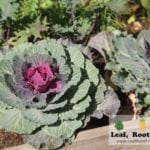 Harbour Town Docklands Apple Crate Herb and Veggie Patch Melbourne