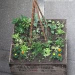 Harbour Town Docklands Apple Crate Herb and Veggie Patch Melbourne