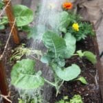 Harbour Town Docklands Apple Crate Herb and Veggie Patch Melbourne