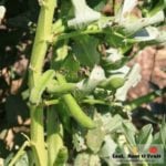 Kindergarten Gardening Incursions Melbourne