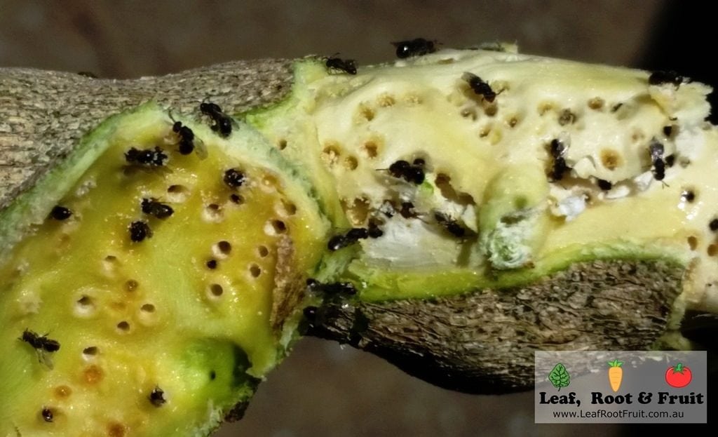 Citrus Gall Wasp Melbourne