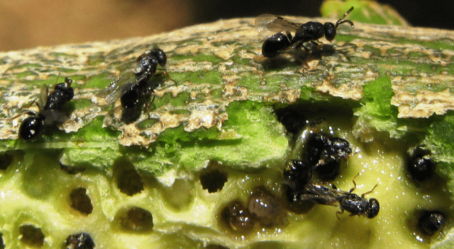 Controlling Citrus Gall Wasp Melbourne