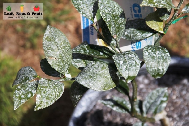 Citrus Gall Wasp Experiment Melbourne