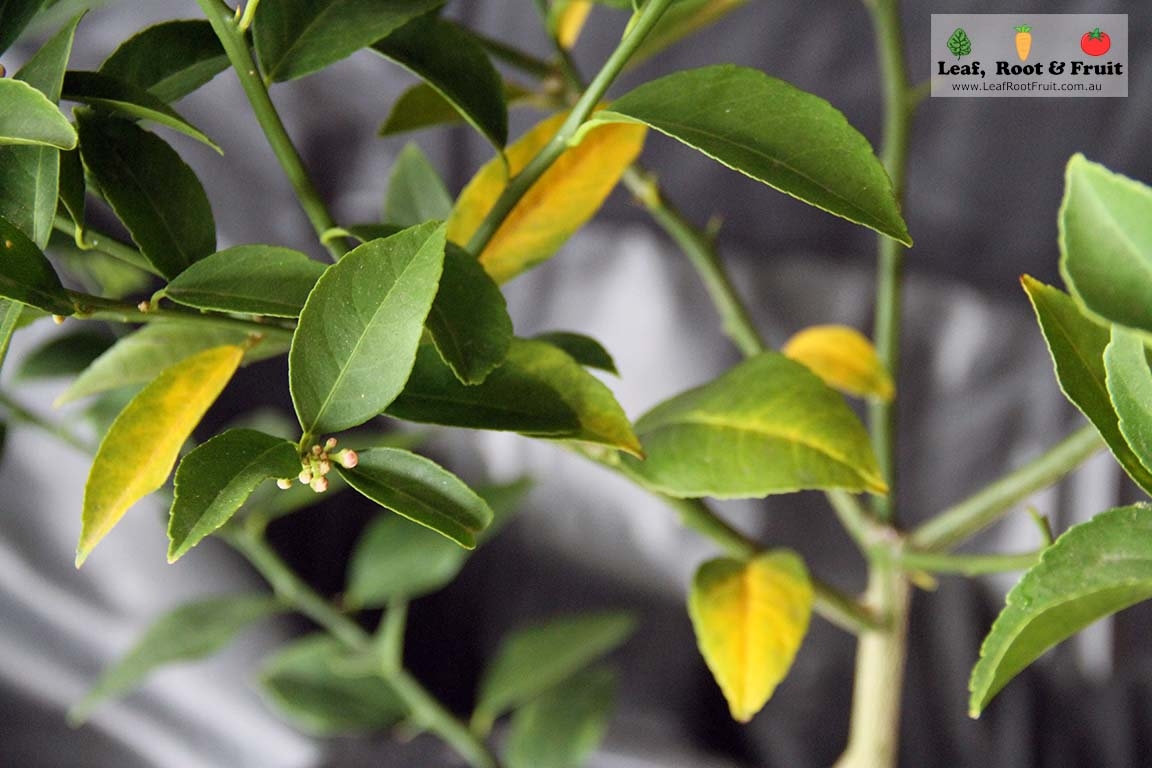 Citrus Fertilizing Melbourne Yellow Leaves