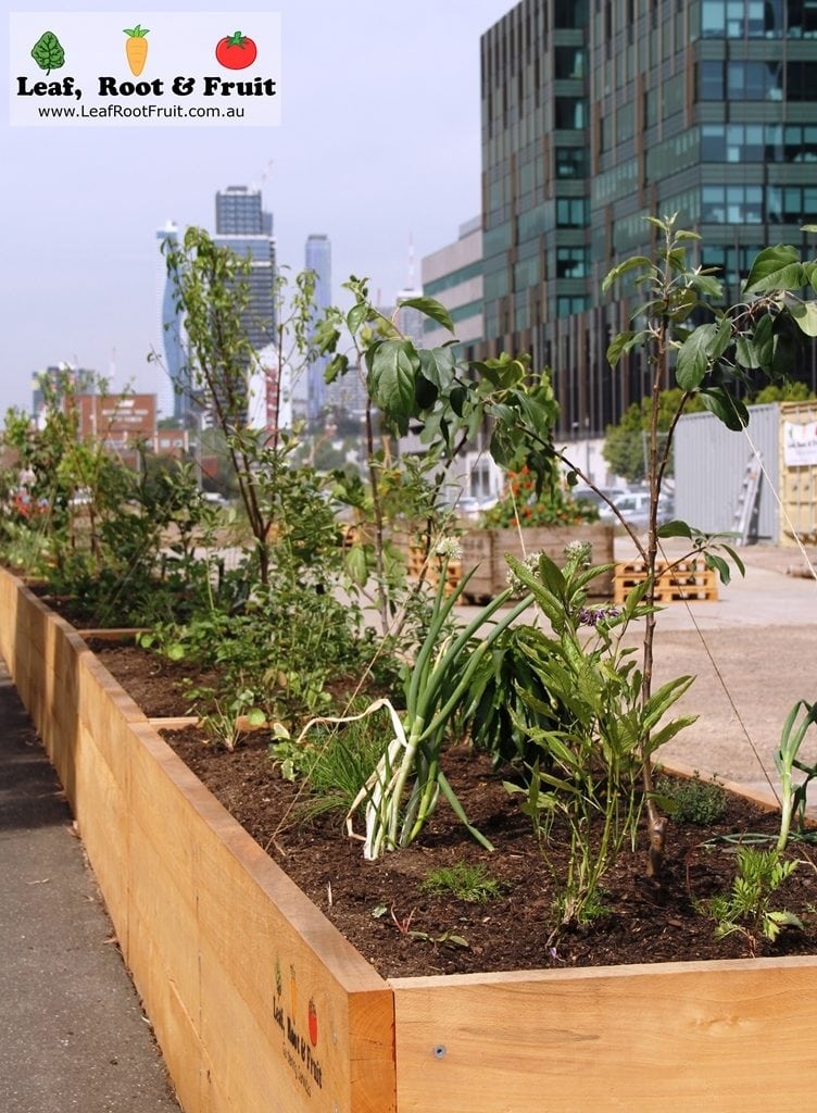 District Docklands Edible Forest Garden in a Wicking Bed Melbourne City