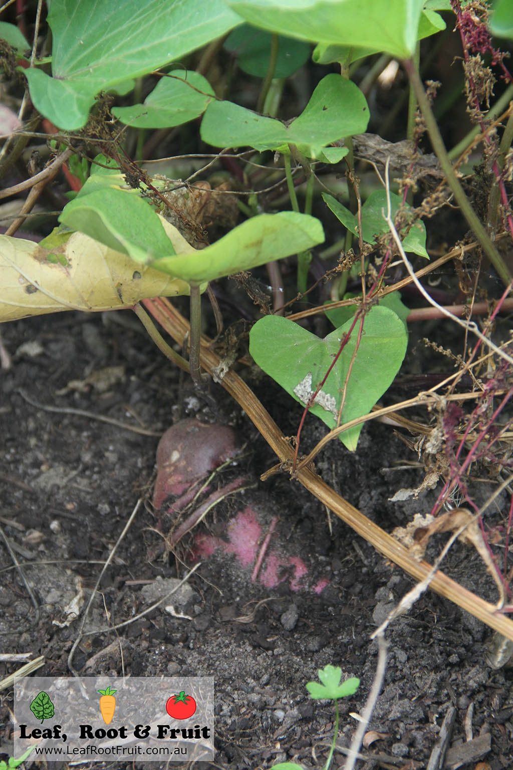 How to grow sweet potatoes Melbourne