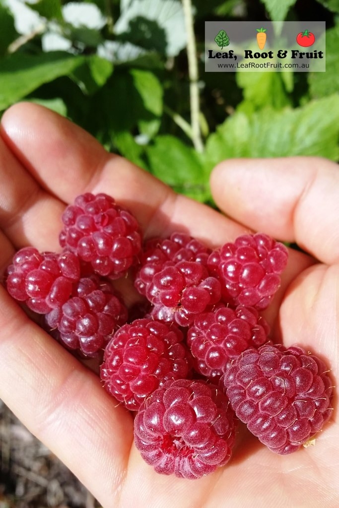 How to Grow Raspberries Melbourne