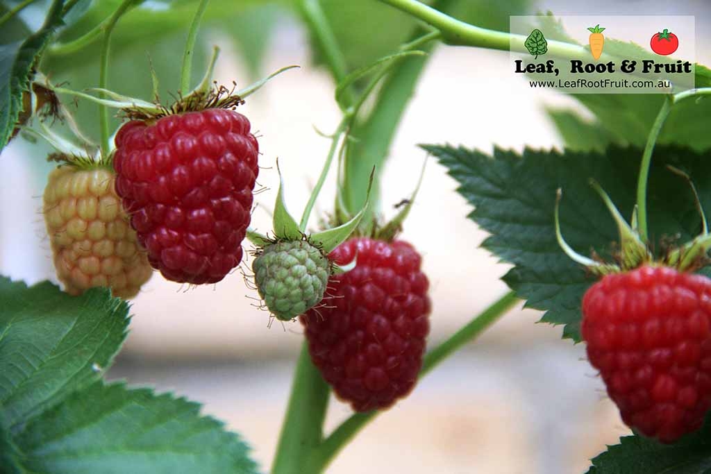 How to Grow Raspberries Melbourne