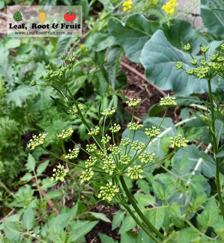 Day Length and Plants (Photoperiodism) Leaf, Root & Fruit Gardening Services