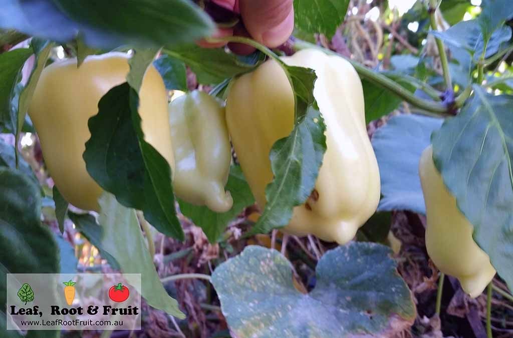 Spring Plant Guide Vegetables Melbourne