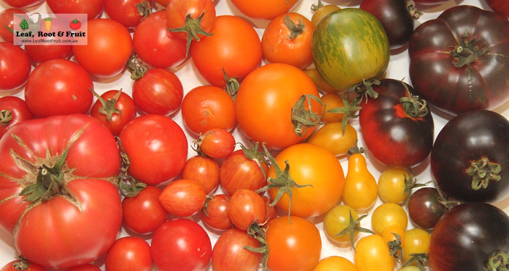 Tomato Growing Guide Melbourne