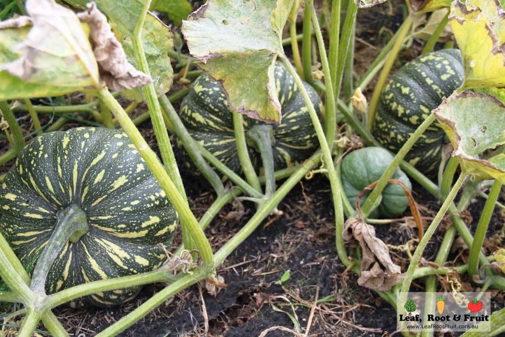 Spring Planting Guide Melbourne Pumpkins