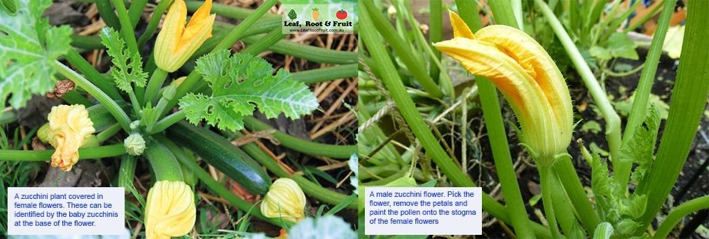 Zucchini pollination by hand