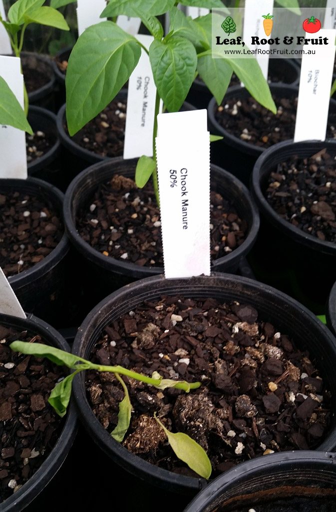 wilting capsicum seedling in chook manure Leaf, Root & Fruit