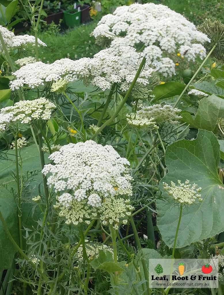 Flowers for attracting good bugs bees and beneficial insects