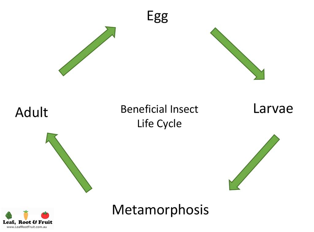 Good Bug Beneficial Insect Life Cycle