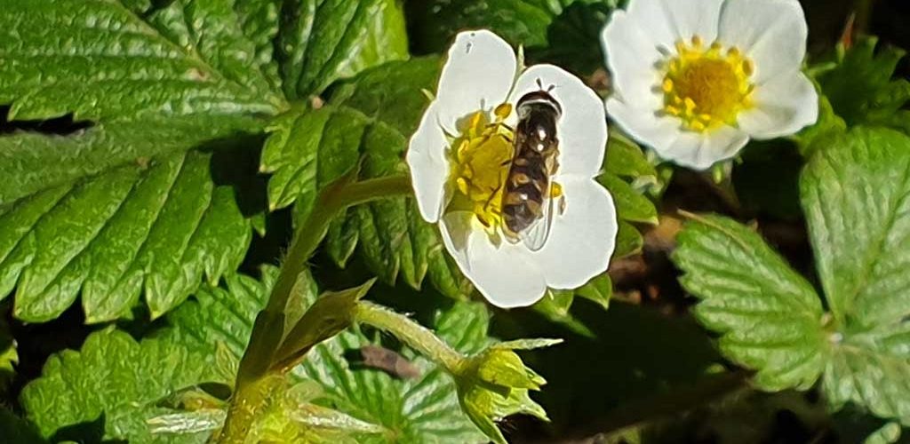 Hoverflies are great beneficila insects