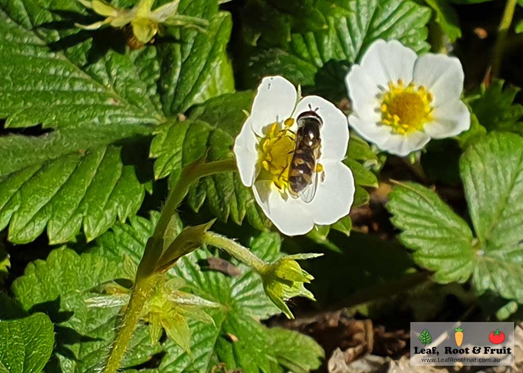 Hoverflies are great beneficila insects