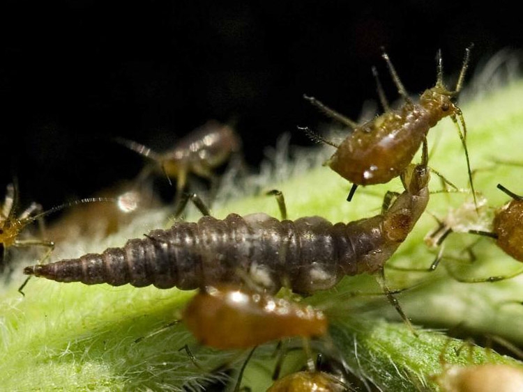 Good Bugs Beneficial Insects in the Garden