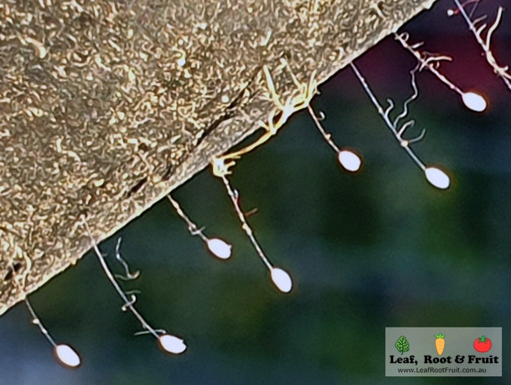 Lacewing eggs good bugs ecosystem garden