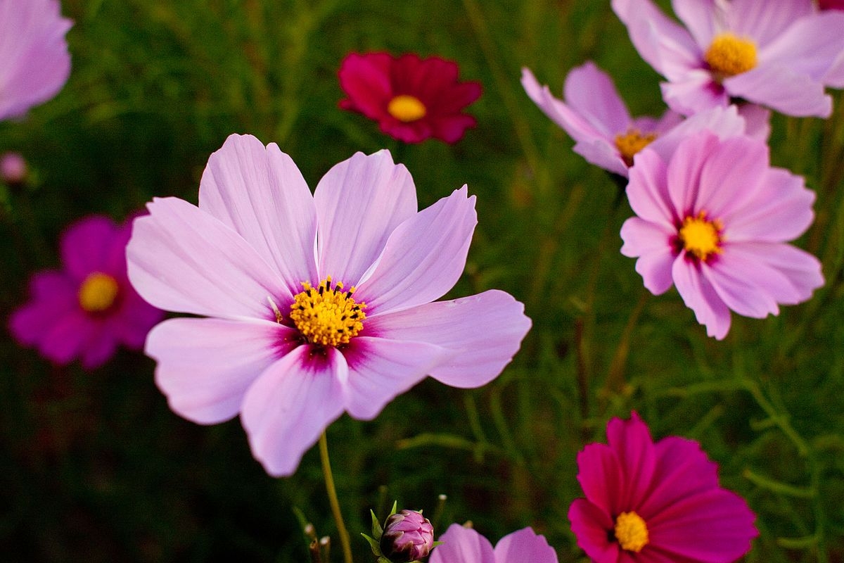 Pink cosmos for beneficial insects and good bugs