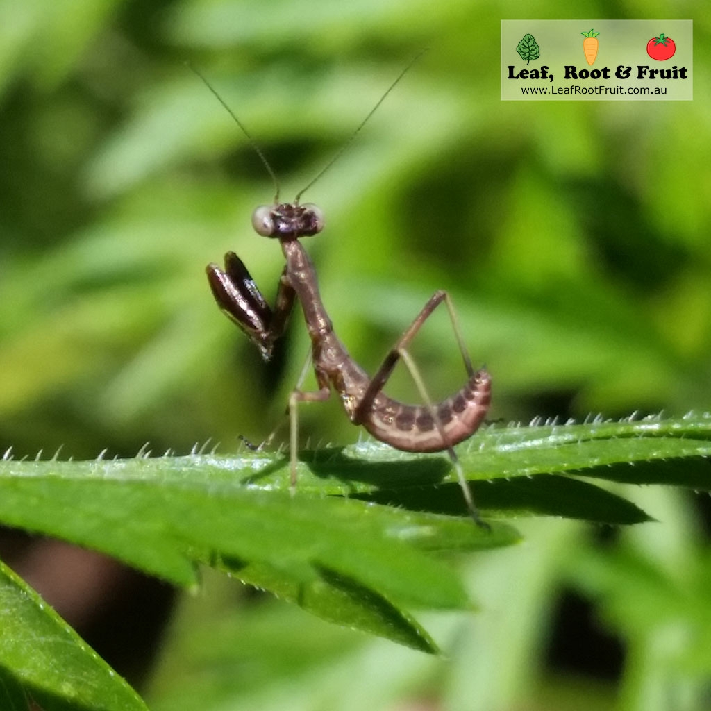 Paraying mantis good bug garden