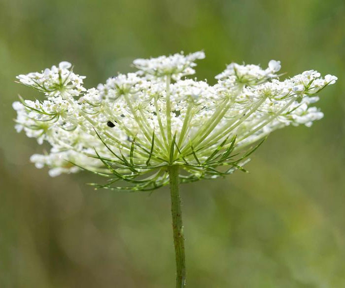 Flowers for attracting good bugs bees and beneficial insects