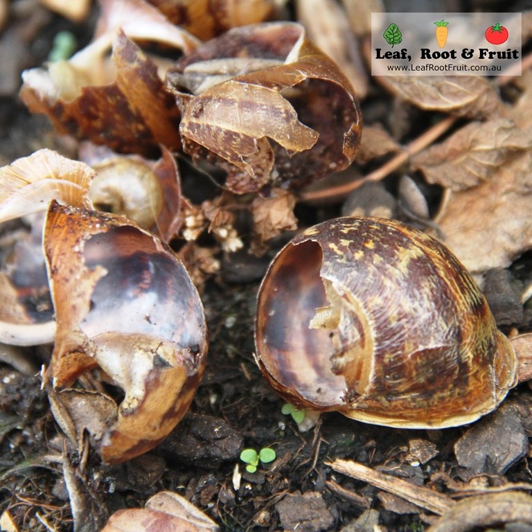 Natural control method for snails