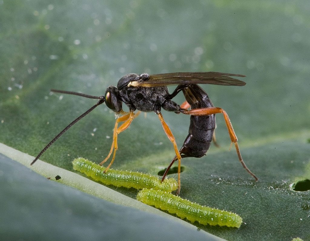 good bug garden ecosystem