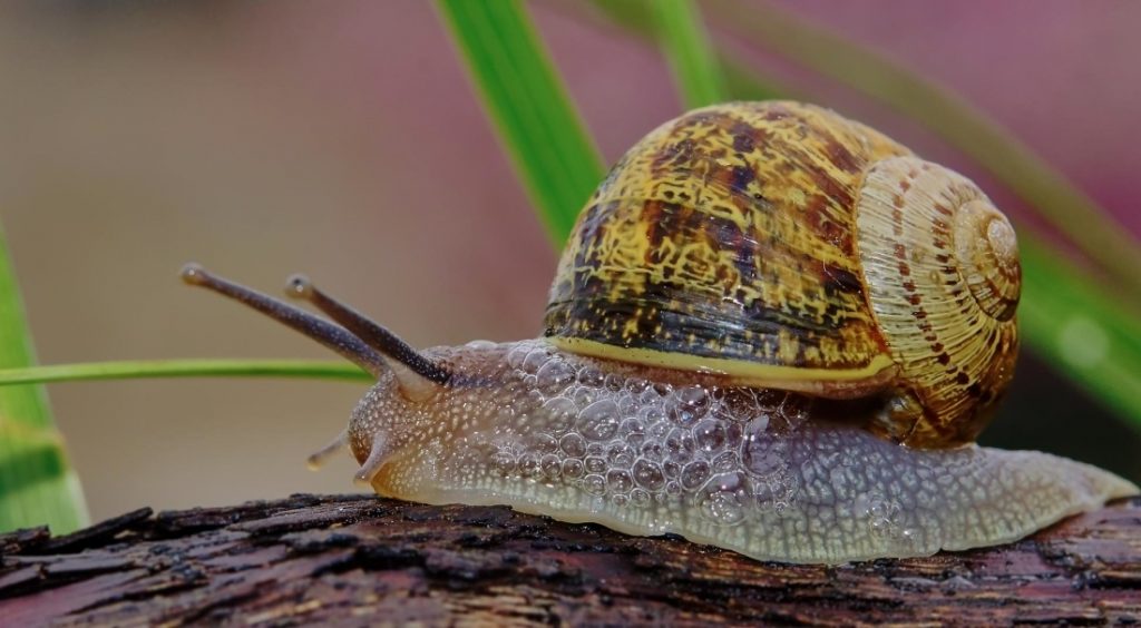 Snail bad bug garden