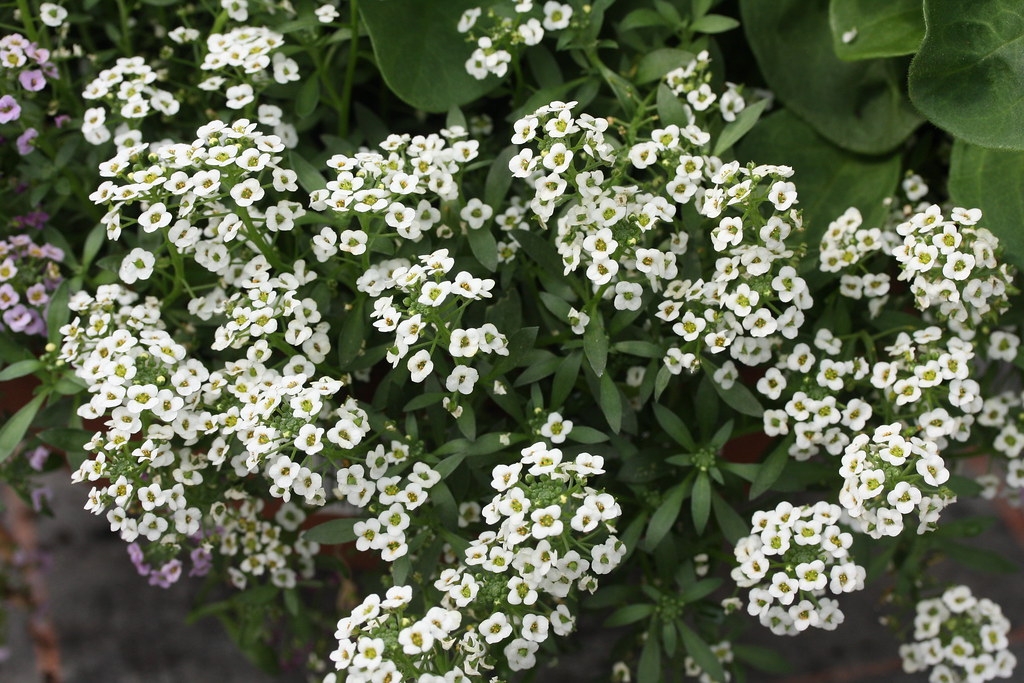 Sweet Alyssum for beneficial insects