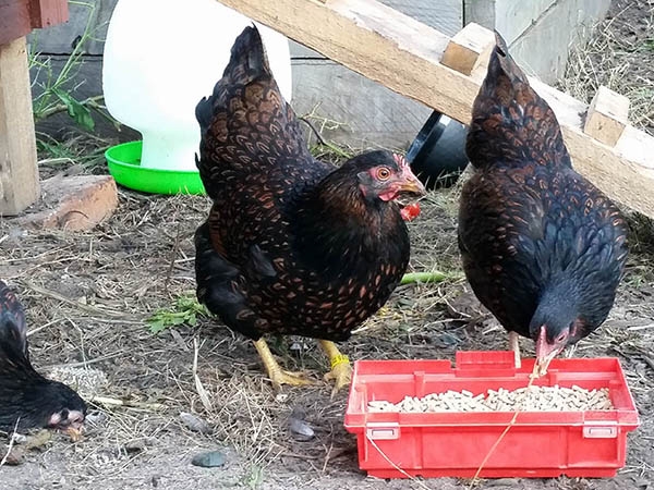Chicken Coop Melbourne