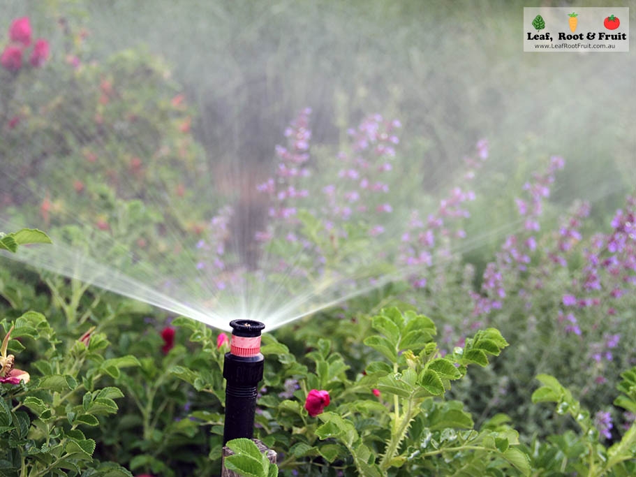 Science of Edible Gardening Photosynthesis