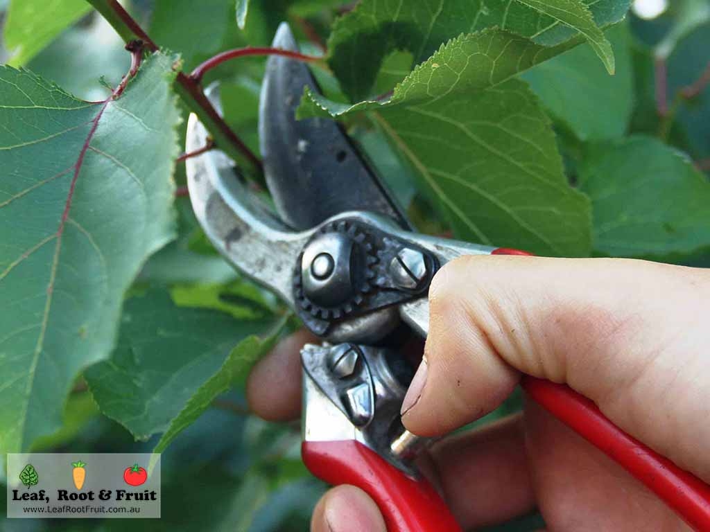 Fruit Tree Pruning Kyneton