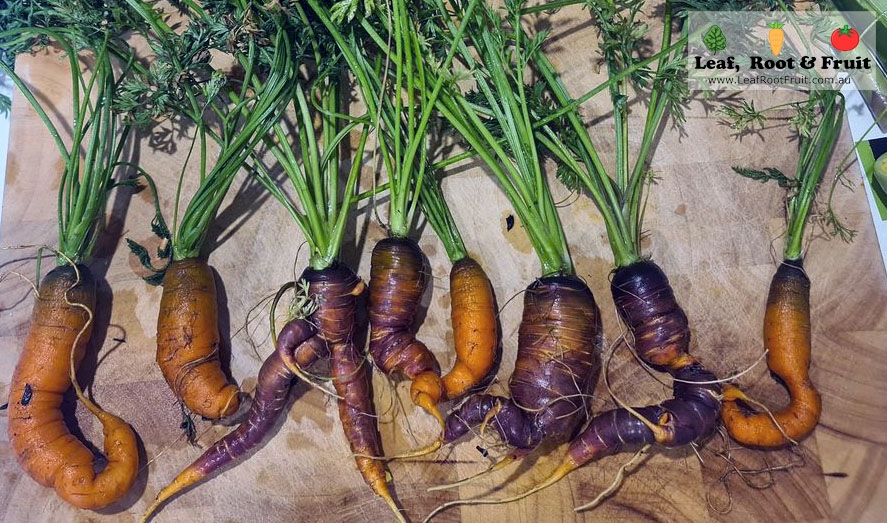 wonky carrots causes garden mistakes
