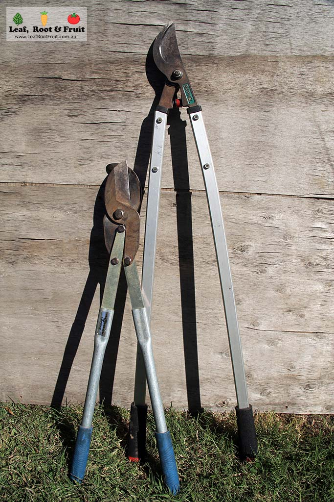Large loppers for pruning fruit trees