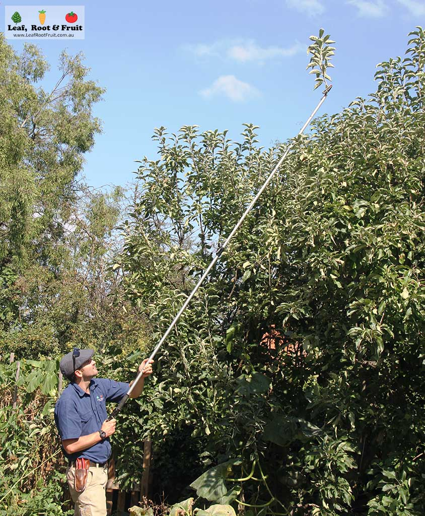 How to prune fruit trees without a ladder