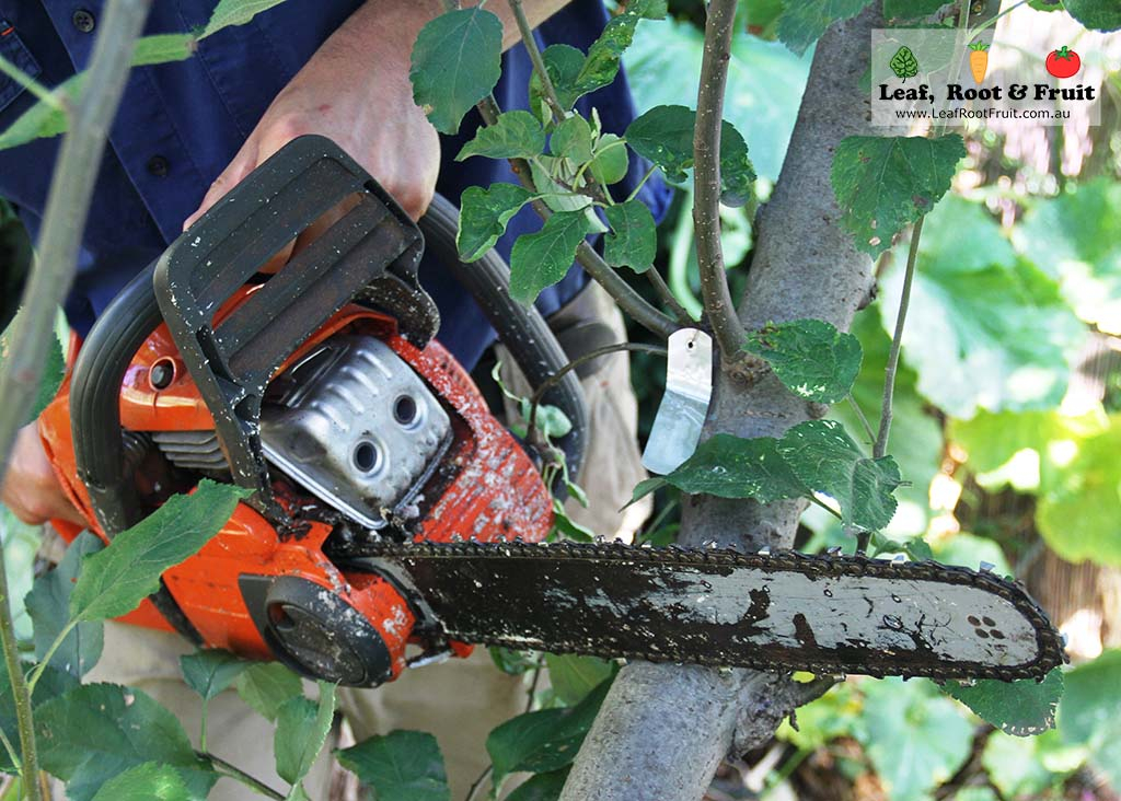 Chainsaws for pruning trees.