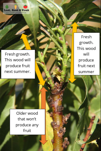 Diagram of fruiting wood on nectarines and peaches for fruit tree pruning