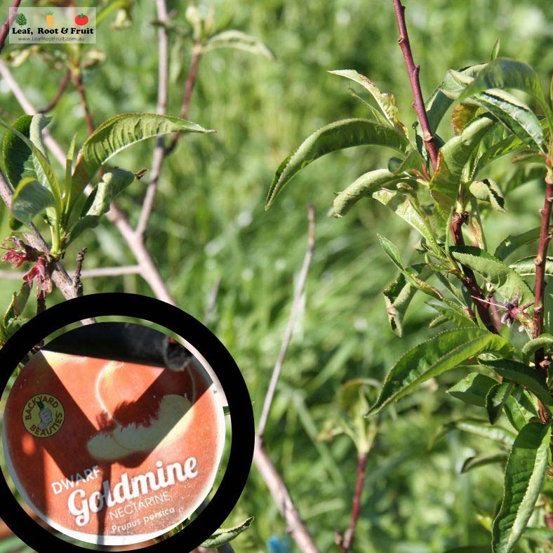 A Goldmine nectarine showing very little symptoms of Peach Leaf Curl Fungus